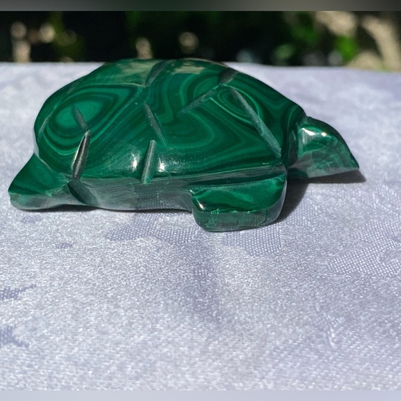 Malachite Turtle - Picture 4 of 16